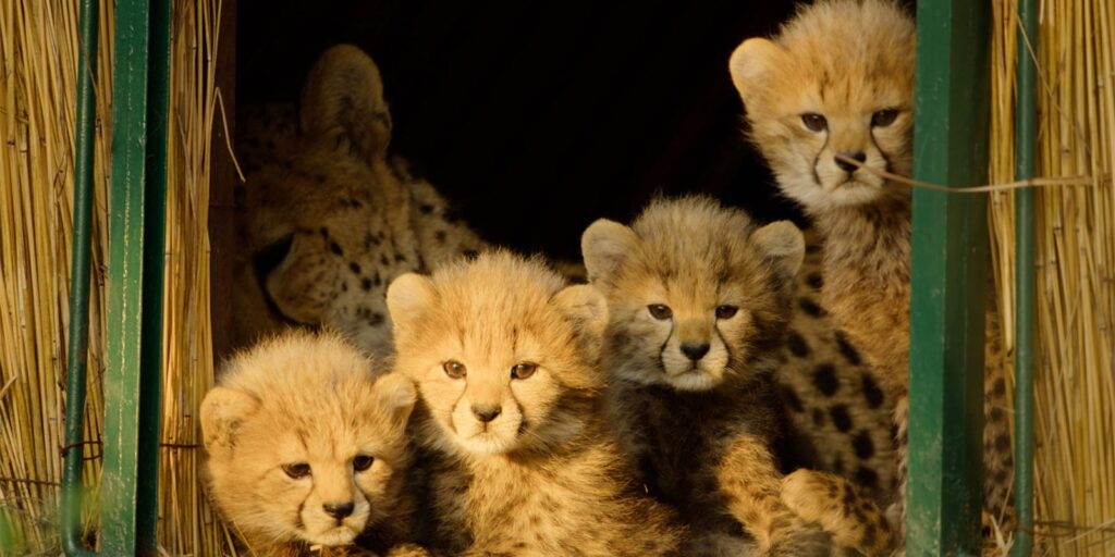 born to be wild AbHZxQ